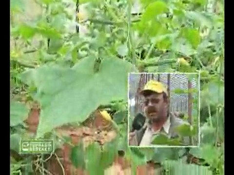 M.O.G Organik Sıvı Gübre - Antalya Salatalık Serası