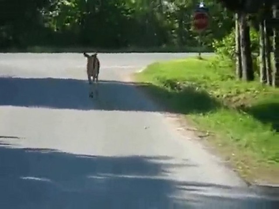 ninja bambi