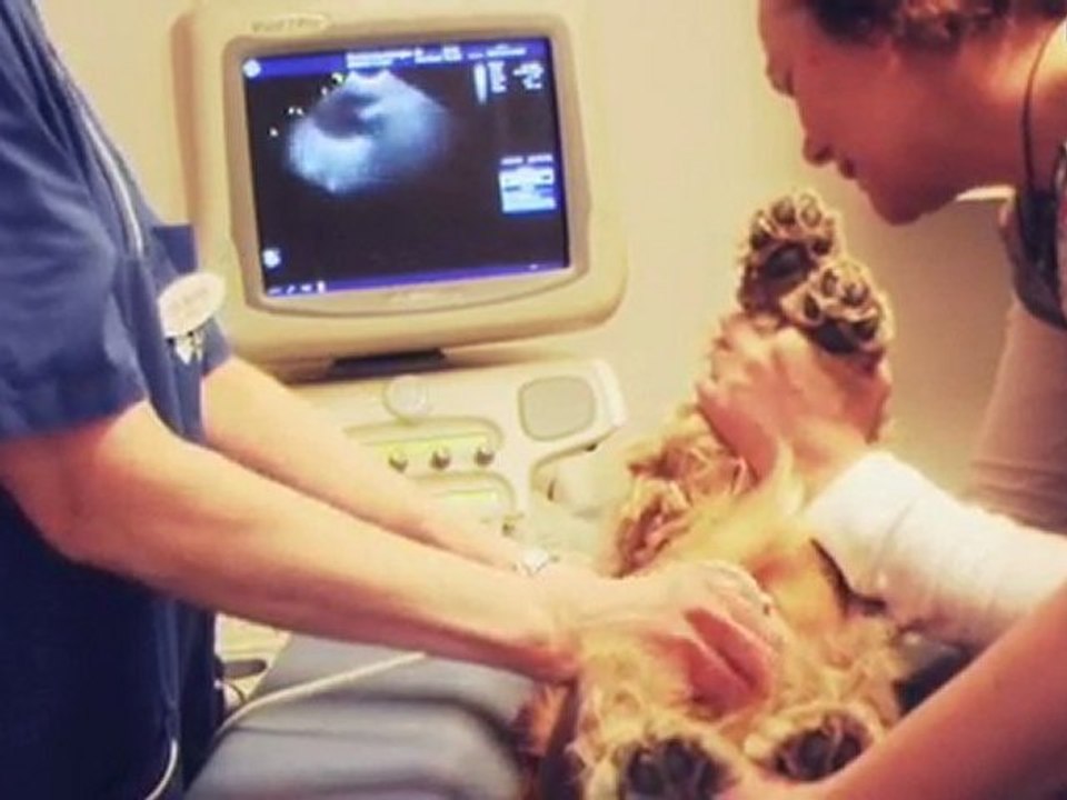 Djurdoktor Skåne Län Helsingborg Din Veterinär ...