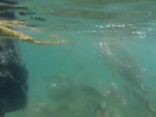 Les poissons du Lavandou !!!