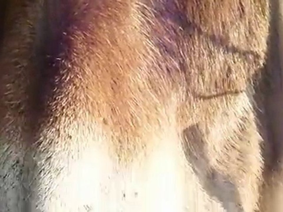 câlin d'âne, bave sur la main mais réconfort de mon âme