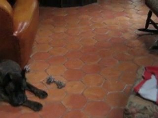 portée d'Udine et Balthazar du 06/06/2010