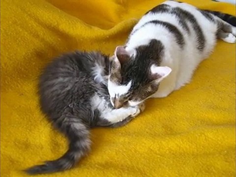 Banjo joue au papa avec Linao