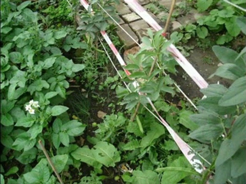 wet allotment