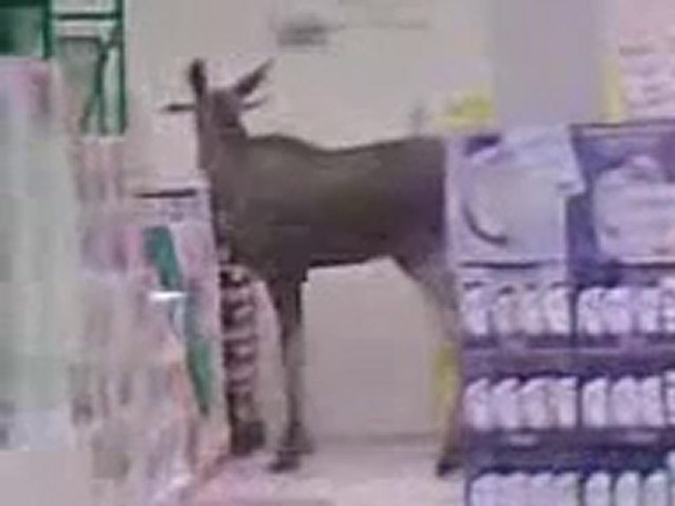 Norvegia, alce al supermercato si rinfresca