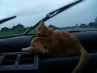 Chat + Essuie Glace = Rigolo