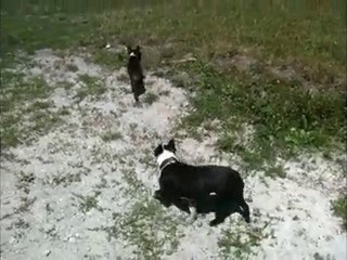 Faroah & Dalakhani 11-juil-2010