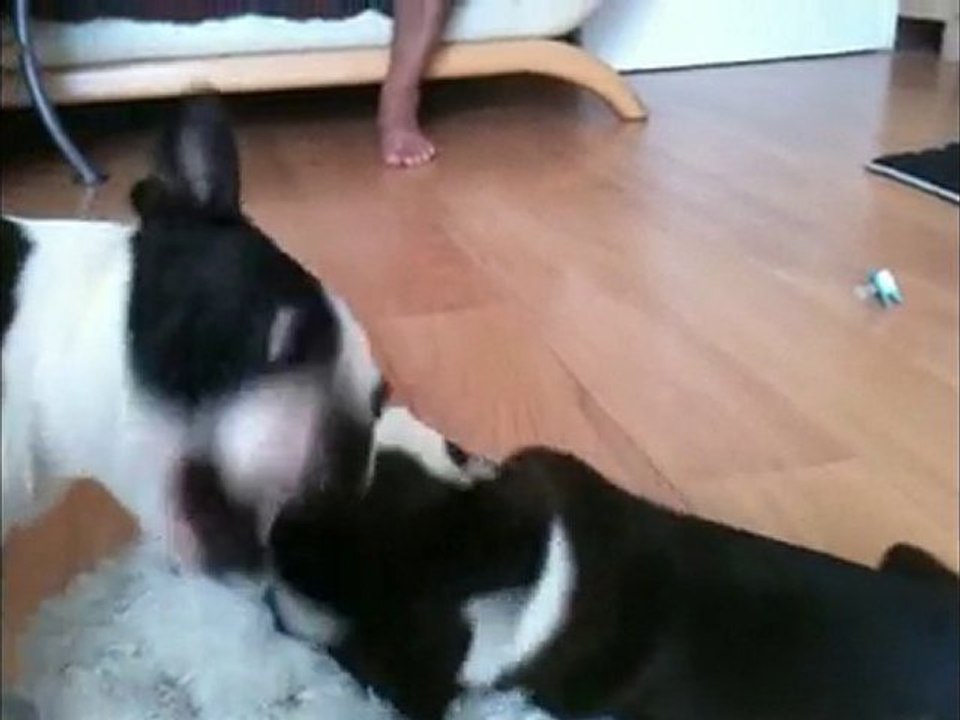 Faroah & Dalakhani 11-juil-2010