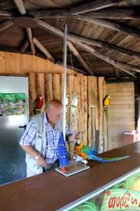 Papagei der Show im Wildgehege Hellenthal zeigt Kunststück