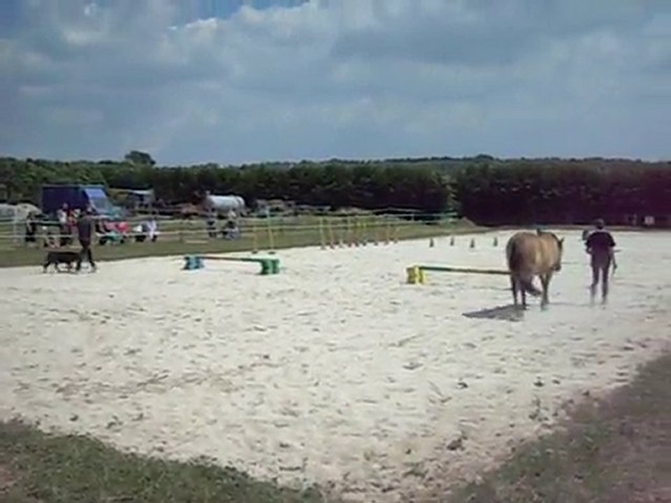 Beauceron et cheval