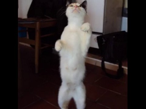 toute la journée des animaux exciter hoo yeah!!3