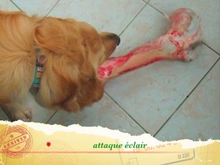 Bouggy gentleman cambrioleur