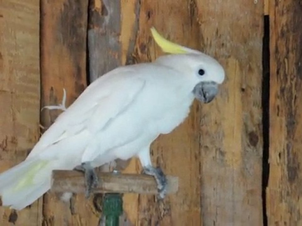 Kakadu der Papageienshow im Wildgehege Hellenthal