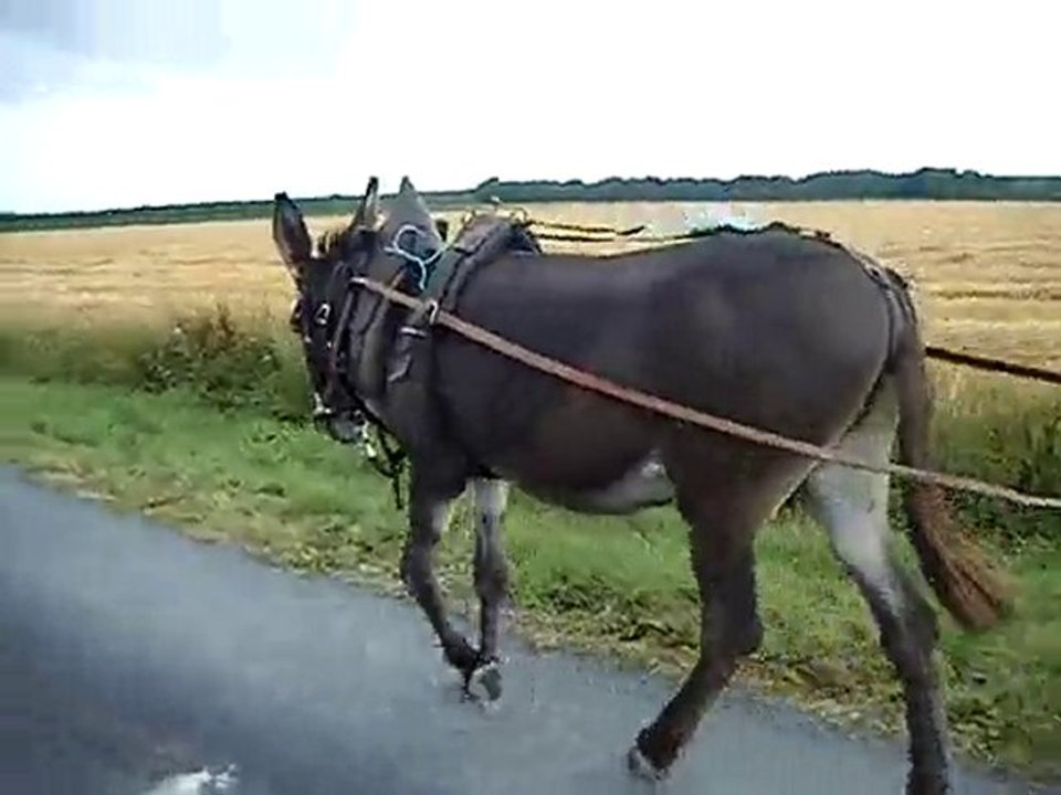 Début d'attelage