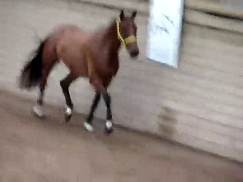 france dressage 14 juillet 2010 ploermel