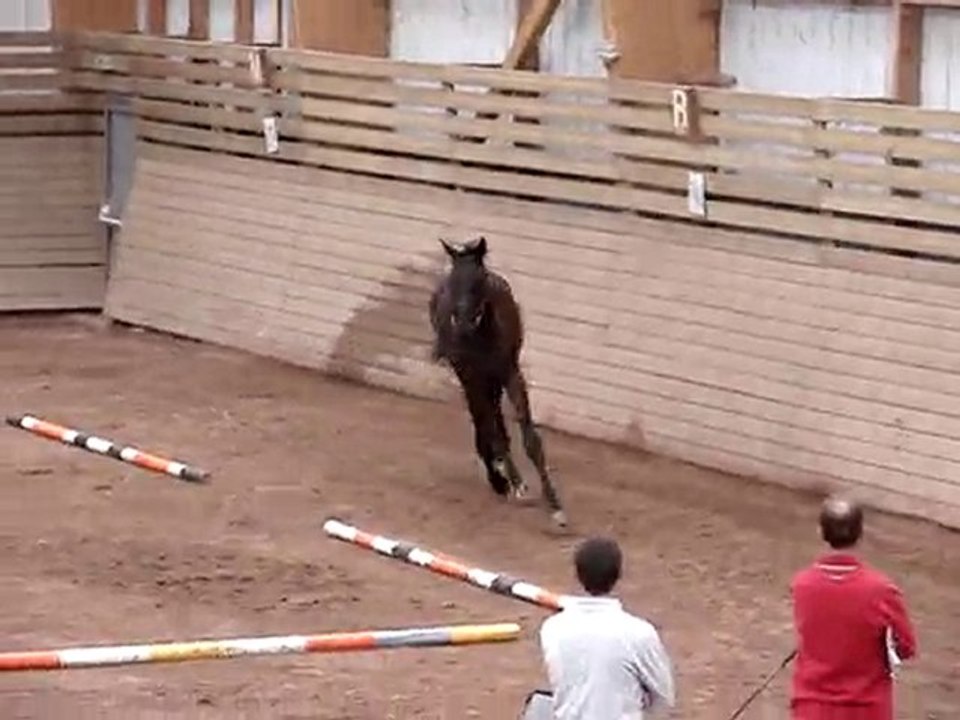 france dressage 14 juillet 2010 ploermel
