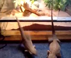 Pogona vitticeps