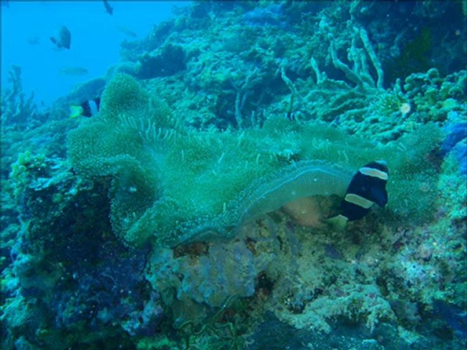 5 LAST DIVE OPEN WATER de karine HANS REEF 2