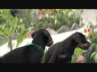 BROADWAY / JERONIMO Les Bébés à 6 semaines