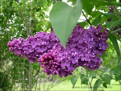 ORHAN GENCEBAY - SEVEMEDİM KARA GÖZLÜM