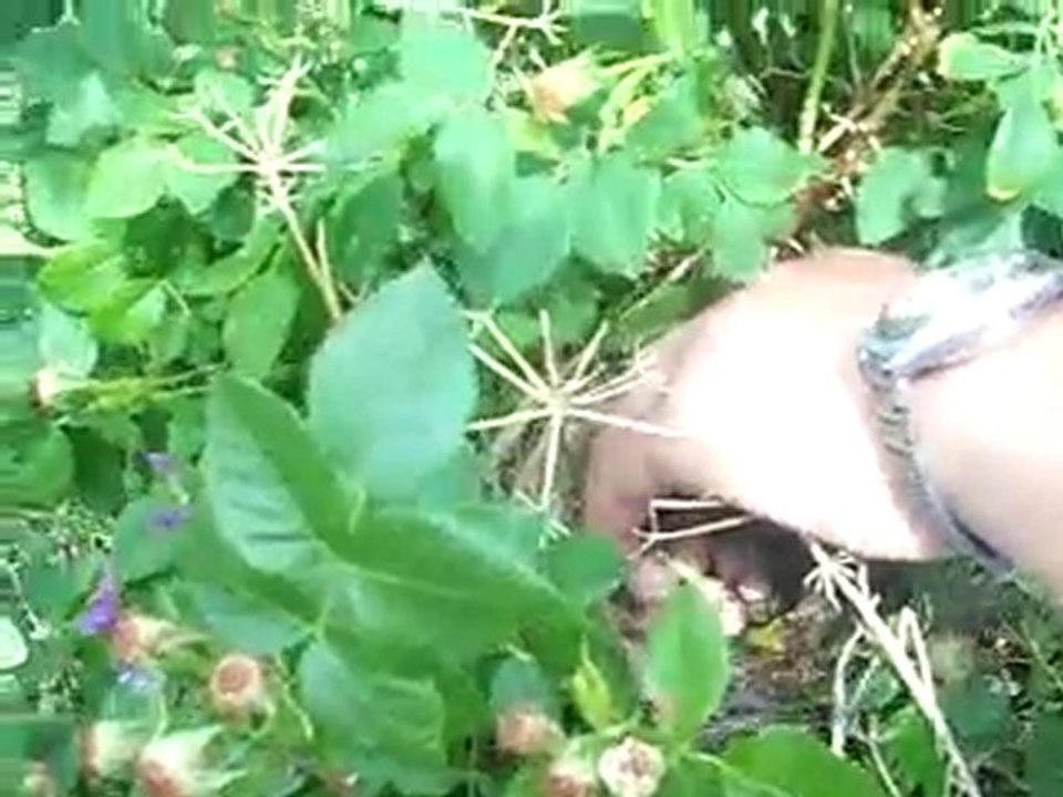 KUŞ YUVASI BULDUK İĞDE KOLUNDA