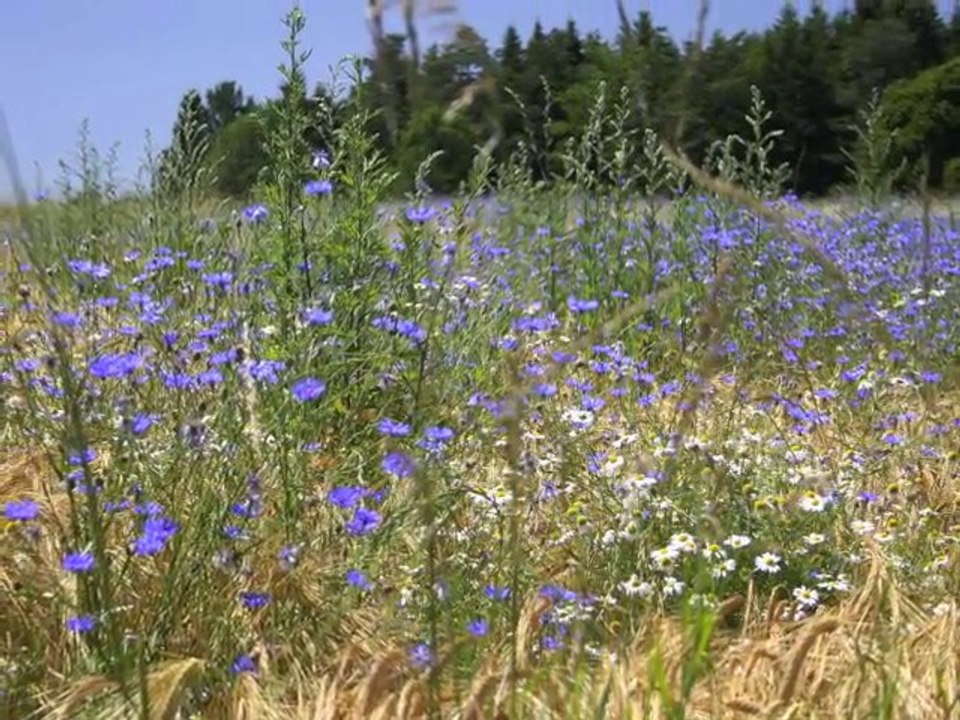 Rando Nature N°3 Balade à Ste Elidie