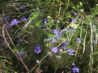 Rando Nature n°7 : Les terrasses de la Dore
