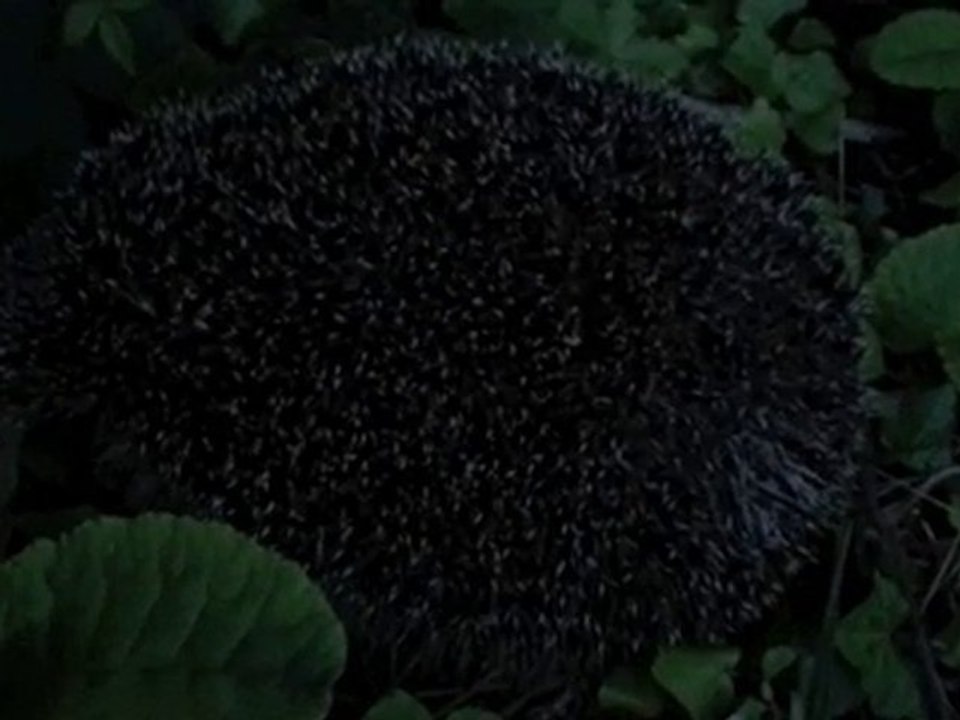 hérrisson dans mon jardin