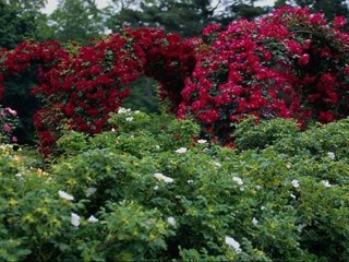 hijab 3  محاضرة بعنوان الحجاب وخطر التبرج للأخت الداعية رجاء