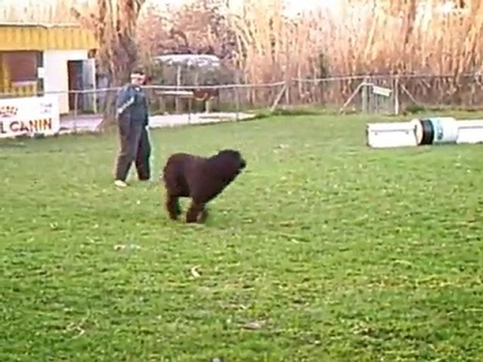 education canine marignane