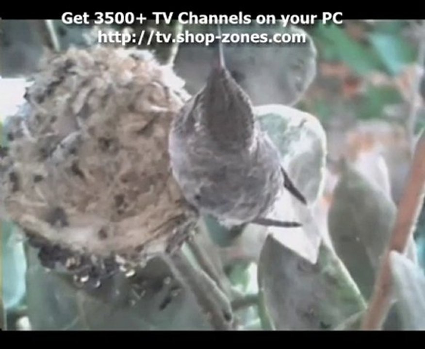 Hummingbird Nest Documentary - High Quality_03
