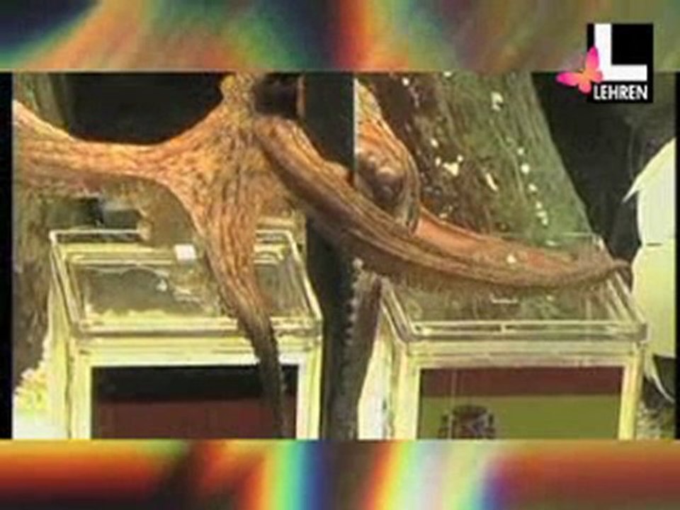 Aamir Compliments Octopus Paul