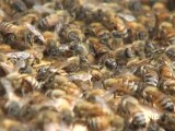 Les abeilles, gardiennes de la biodiversité à Tokyo