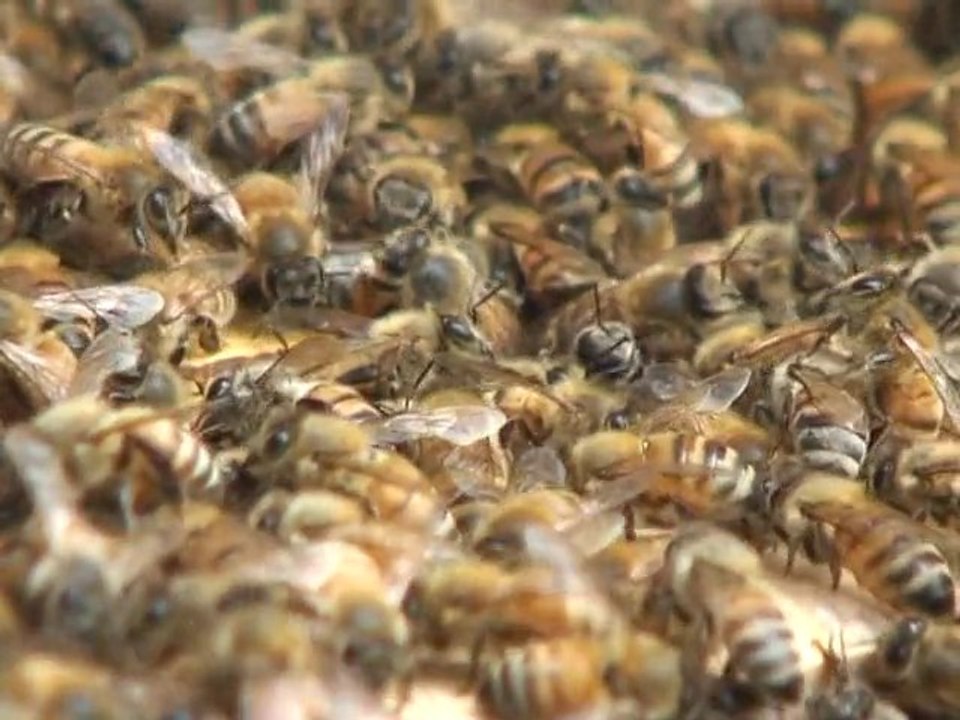 Les abeilles, gardiennes de la biodiversité à Tokyo
