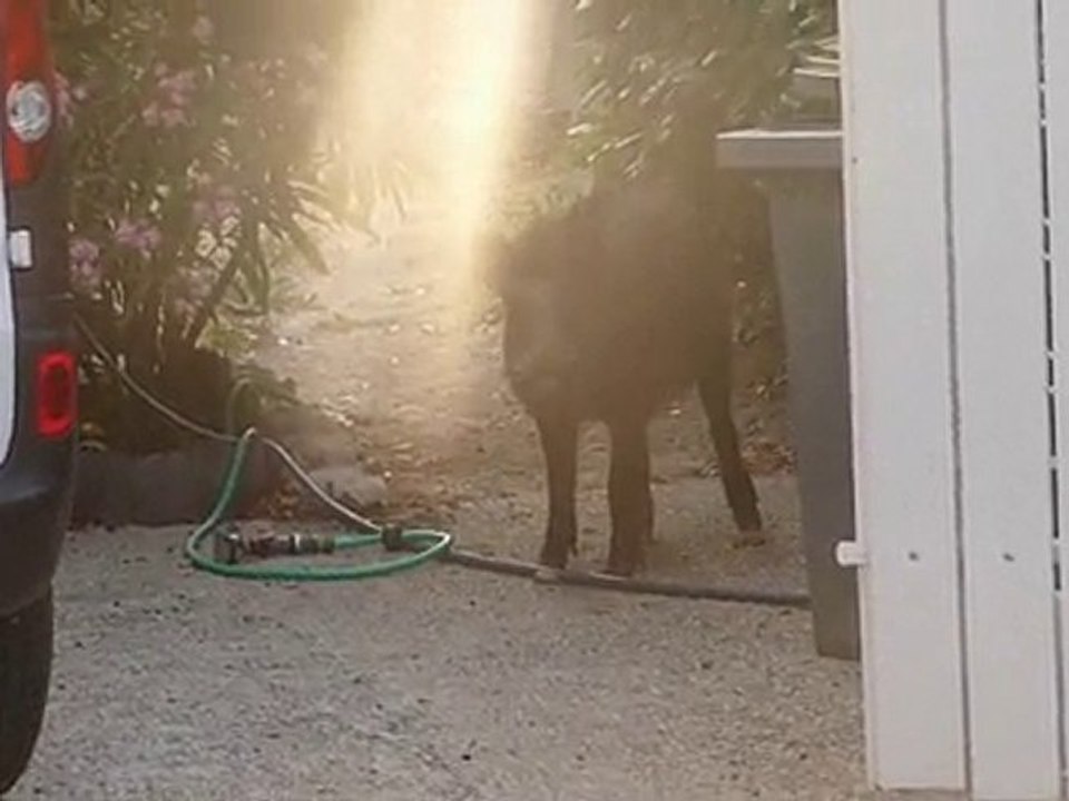 sanglier dans le jardin