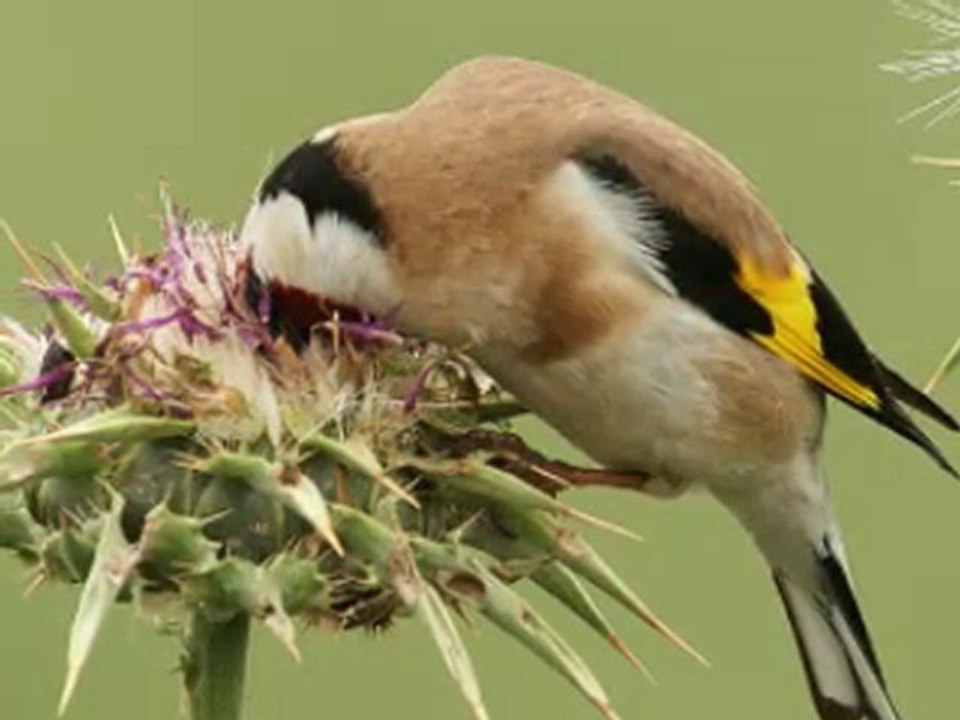 saka nağmeleri-ŞAK ŞAK+velis