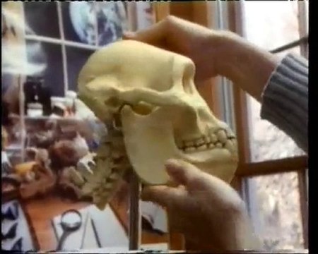 LA CHUTE DU DARWINISME ET LA CRÉATION - 4/4