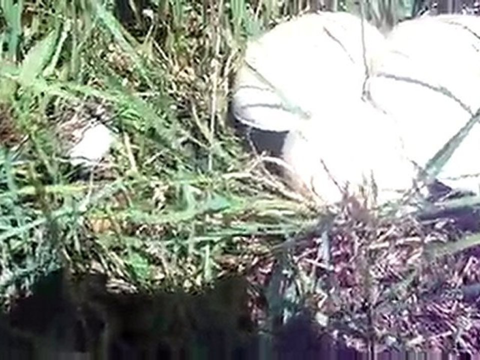 ÇAMBAŞI KÖYÜ HOPCUKURLARINDA MANTAR TOPLAMA-02