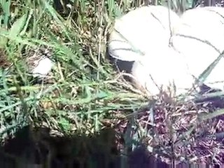 ÇAMBAŞI KÖYÜ HOPCUKURLARINDA MANTAR TOPLAMA-02