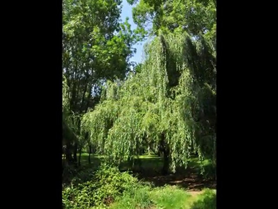 Le long de la rivière