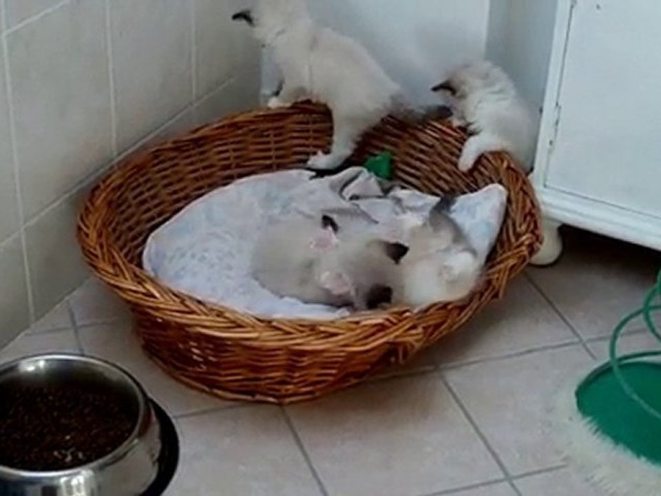 Bébés de TENNESSEE et AFRICA