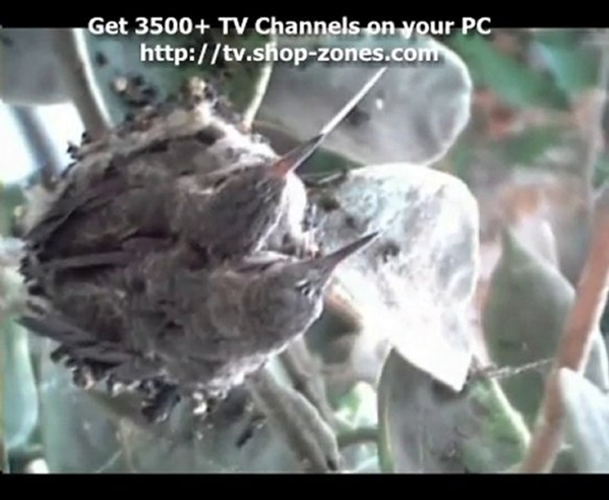 Hummingbird Nest Documentary - High Quality