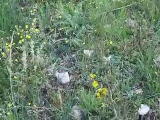 ÇAMBAŞI KÖYÜ HOPCUKURLARINDA MANTAR TOPLAMA-06