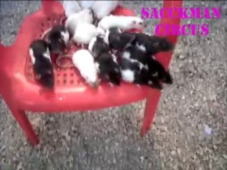 les rats attendent leur tour de répétition