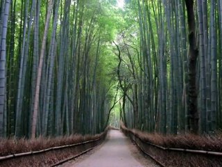 Ergün Ekşi - KARŞIYA ÇİFTE ÇAMLAR