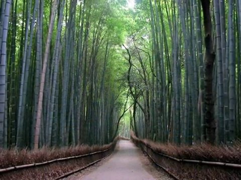 Ergün Ekşi - KARŞIYA ÇİFTE ÇAMLAR