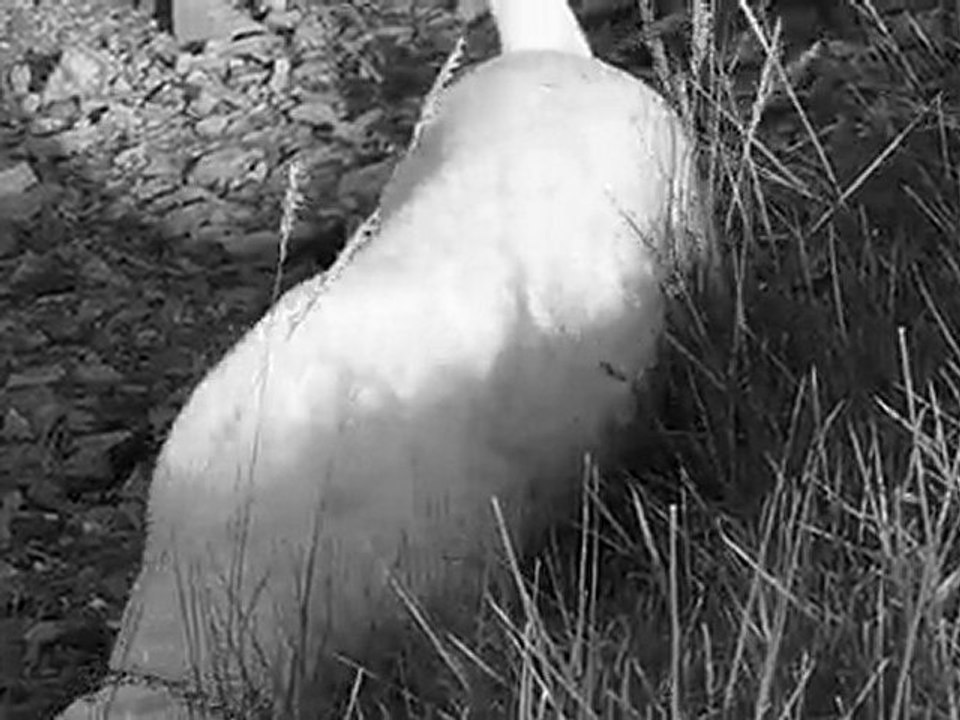 darwin ds les sables mouvants