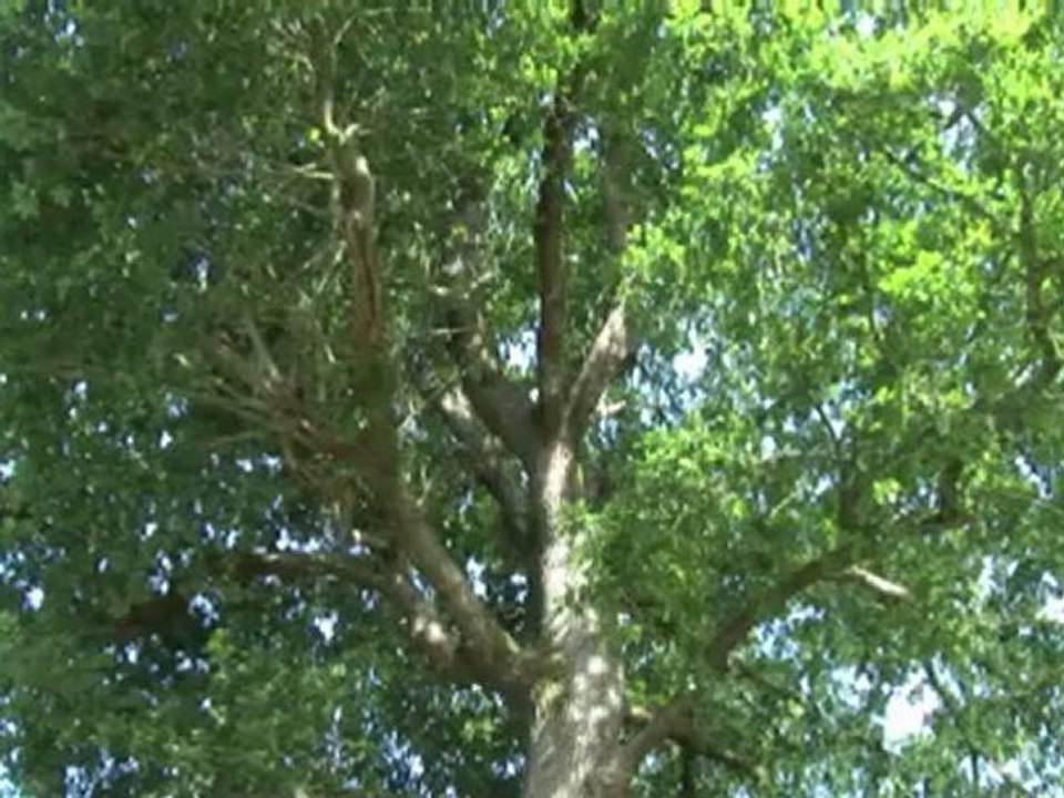 ABP TV (10/07/10) Le Chemin de Ki-Dour