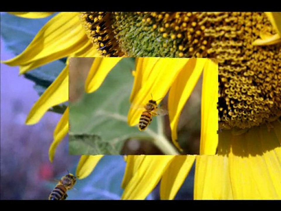 Abeilles et Tournesols