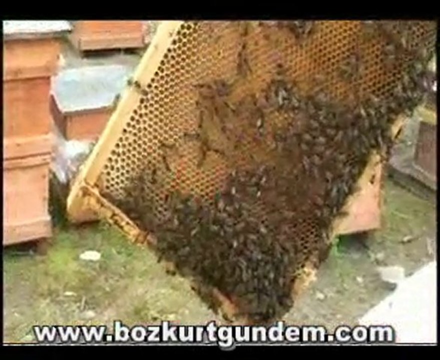 Deli Bal Üretimi